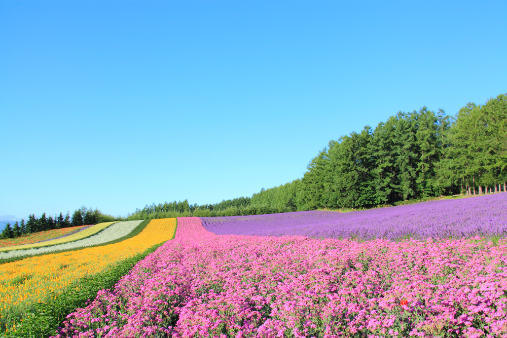 富良野のラベンダー畑