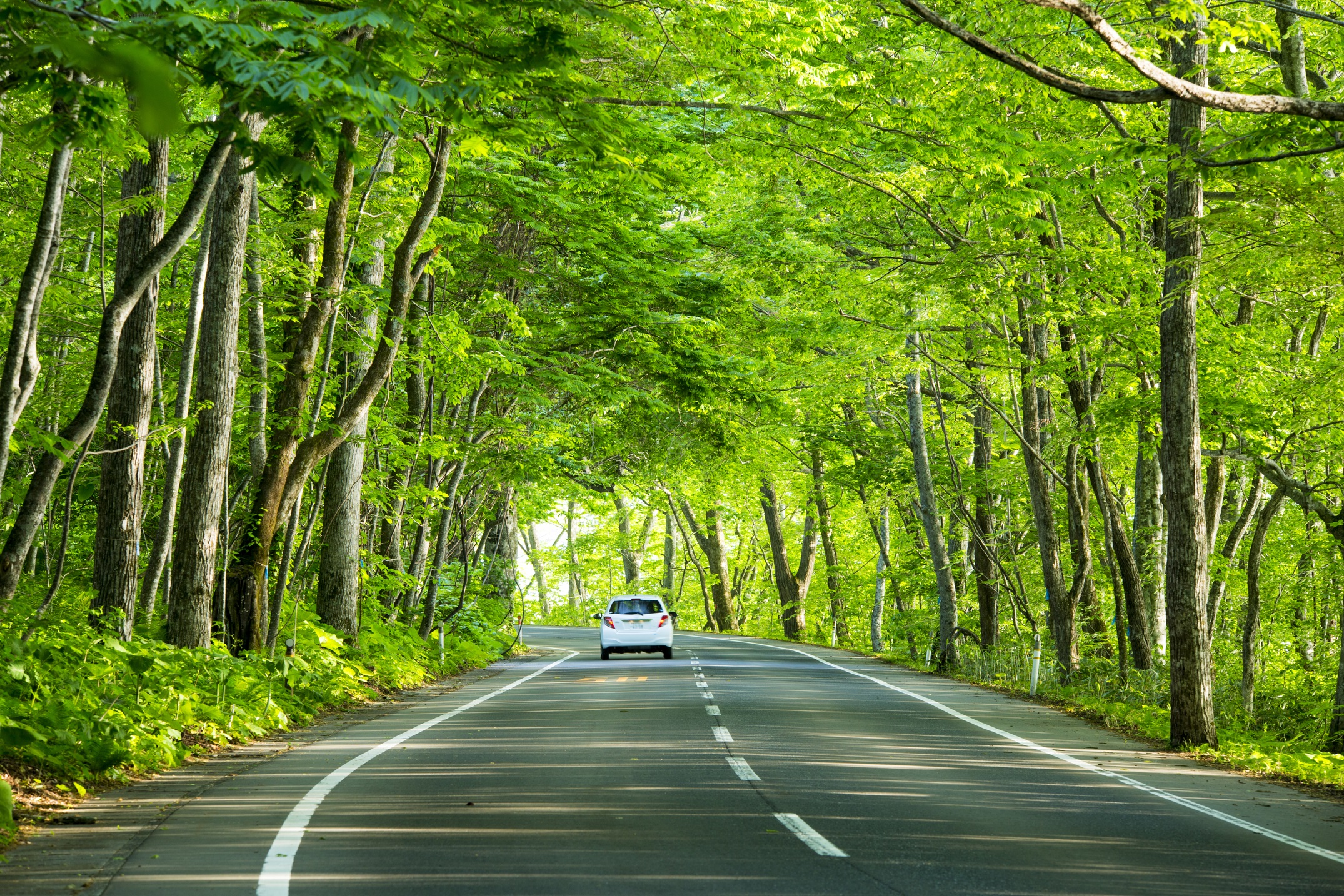 新緑の道と車