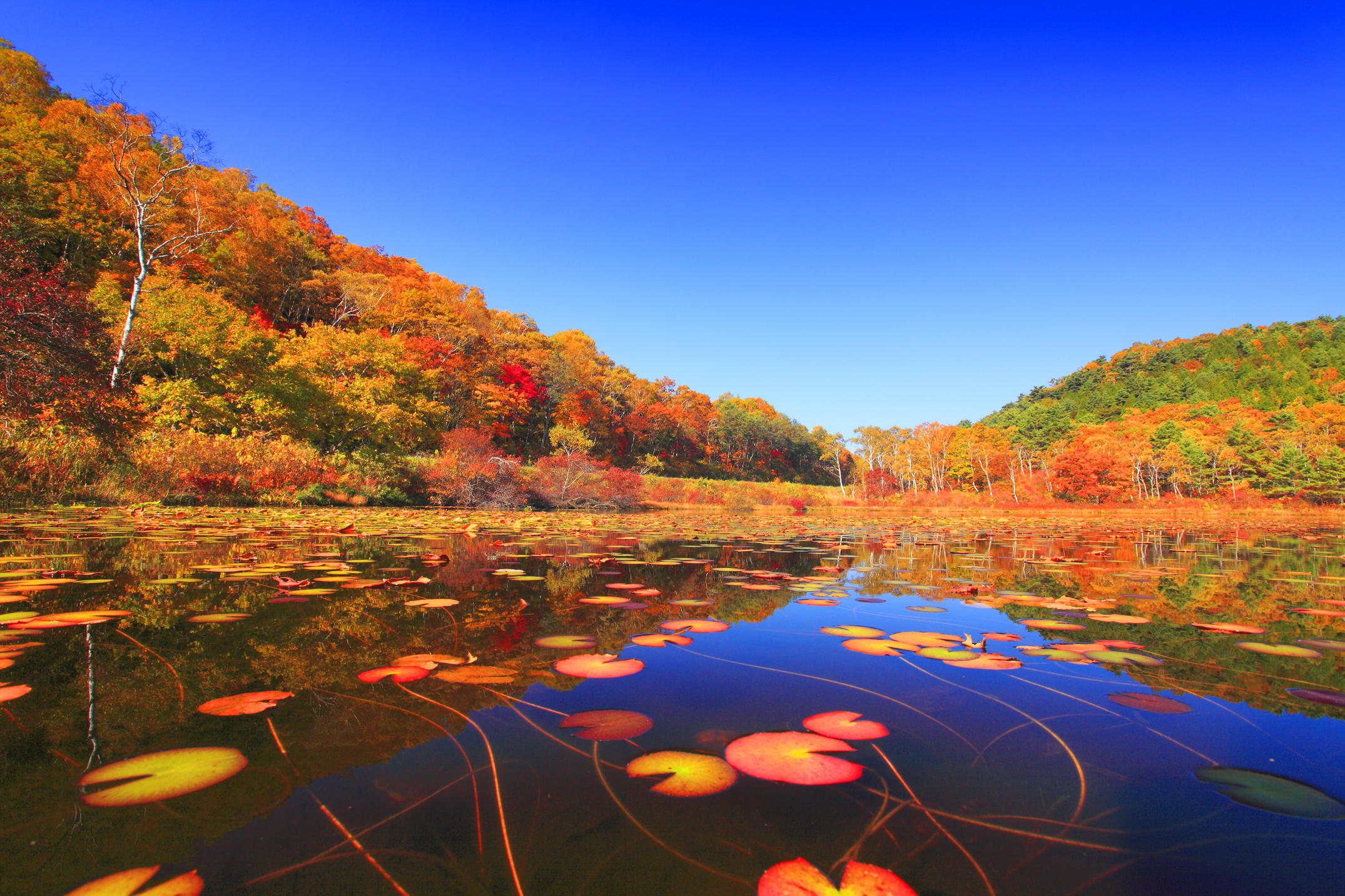 水鏡の紅葉の樹林とハスの紅葉,山ノ内町,下高井郡,長野県