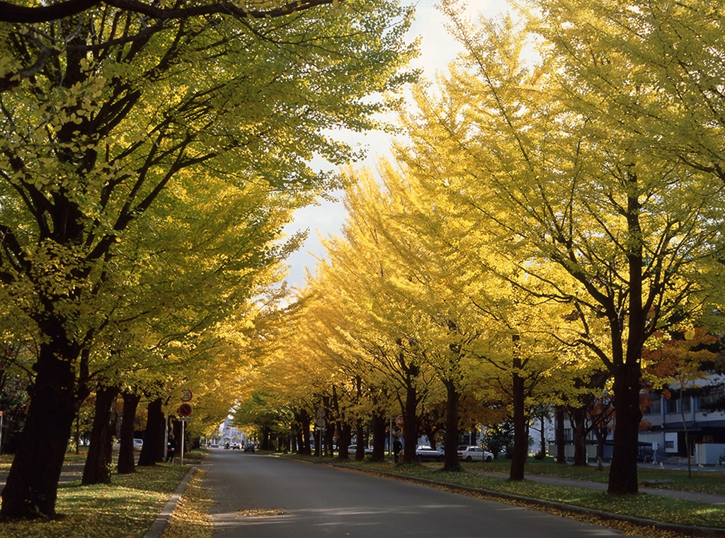 北海道札幌市のイチョウ