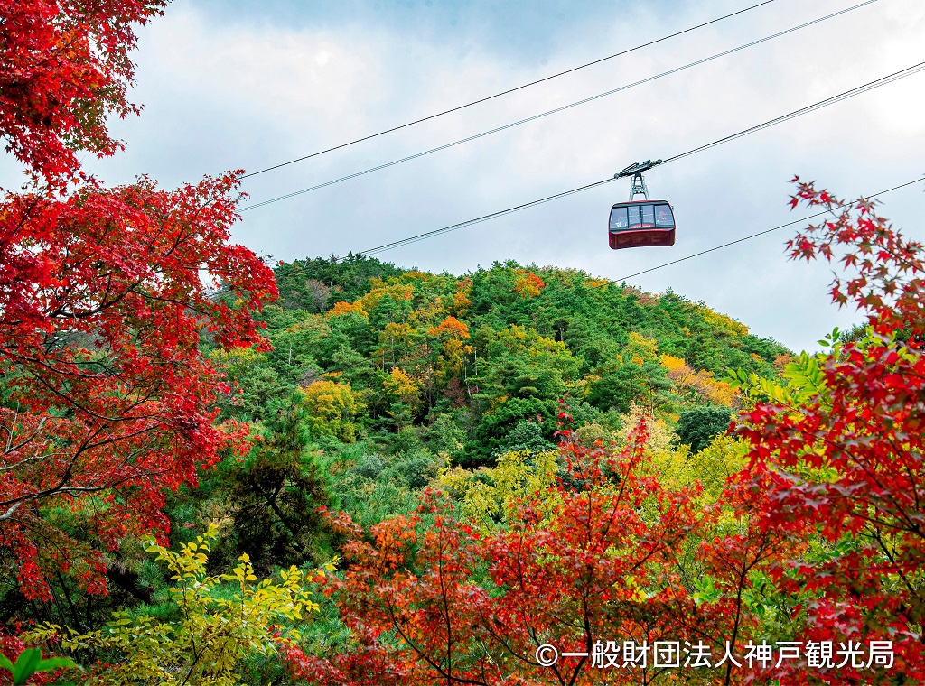 兵庫県神戸市六甲有馬ロープウェイからの紅葉