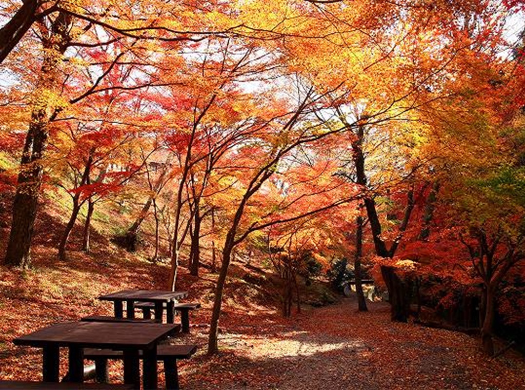 三重県水沢地区もみじ谷の秋の紅葉