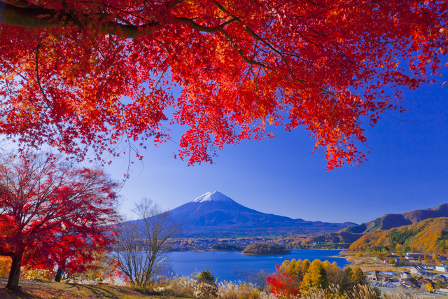 山梨県河口湖からの紅葉