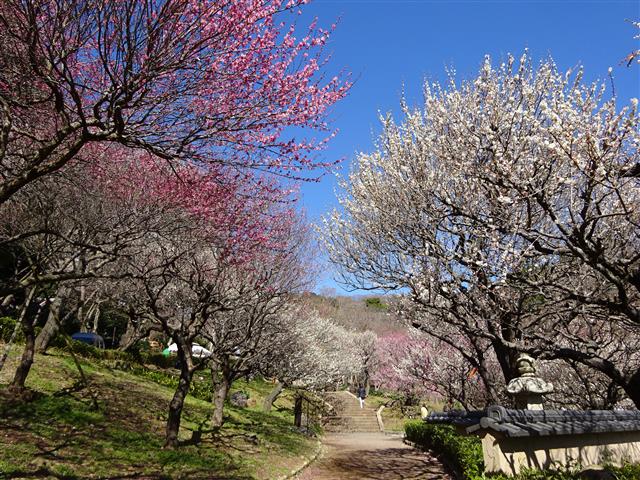 熱海梅園