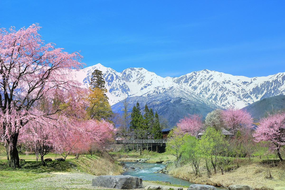 長野県桜咲く白馬大出の姫川と白馬三山