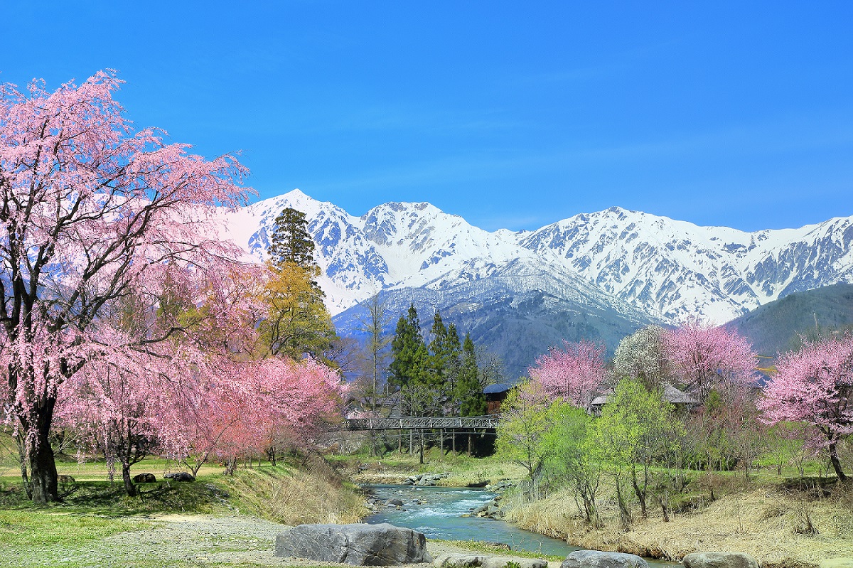 長野県桜咲く白馬大出の姫川と白馬三山