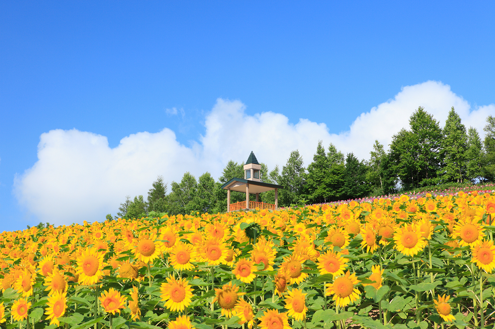 夏の北海道　富良野ひまわり畑