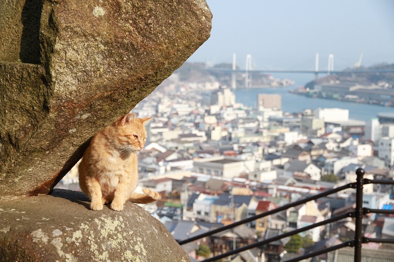 尾道の猫