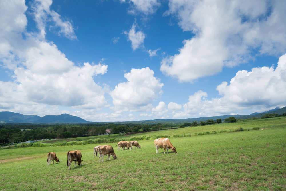 岡山県蒜山高原のジャージー牛のいる牧場