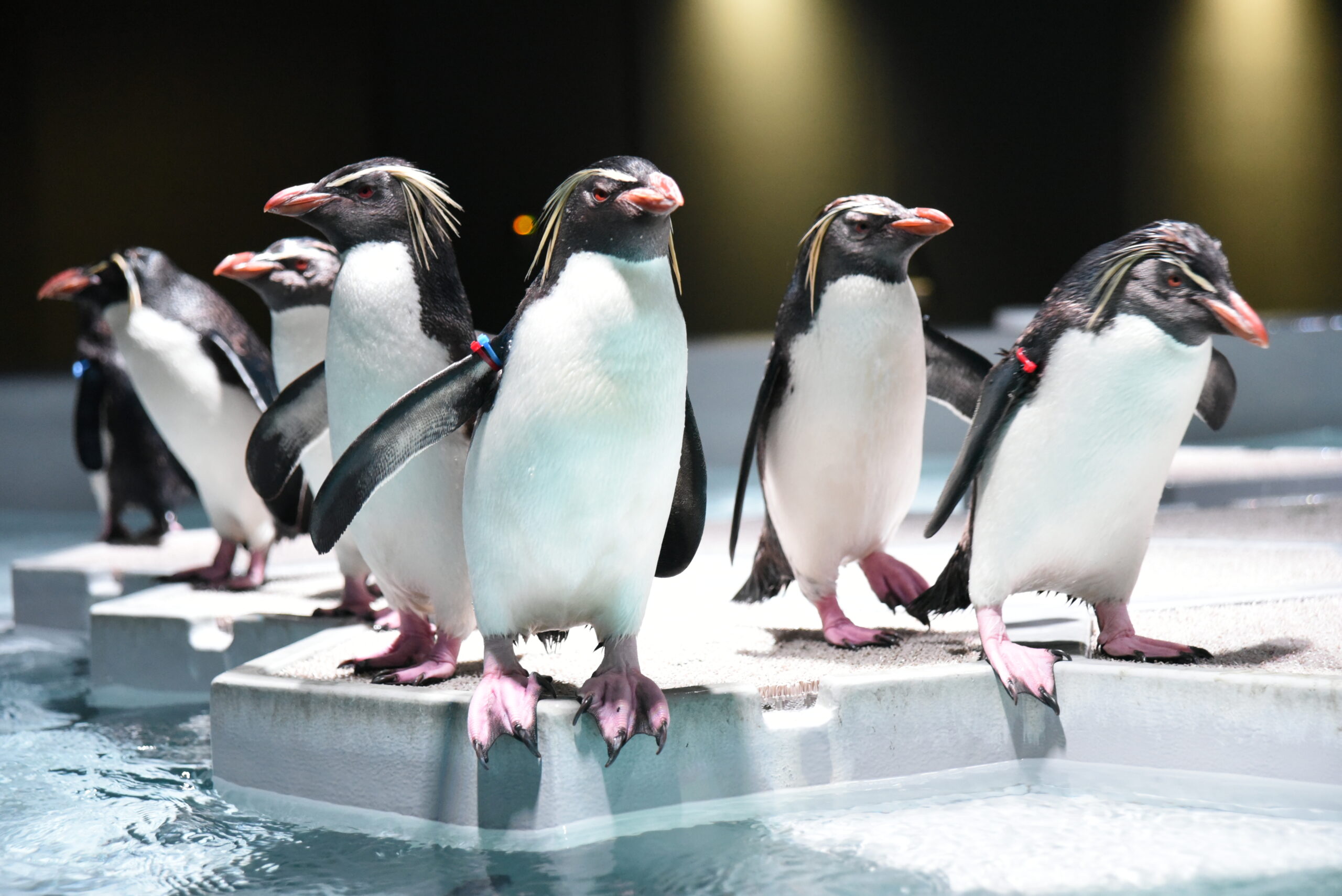 札幌のあおあお札幌水族館
