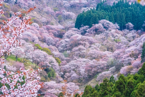吉野山