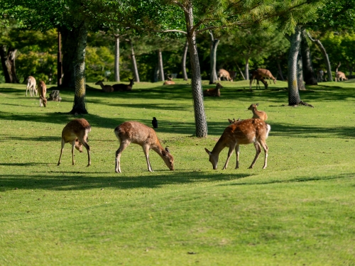 奈良公園