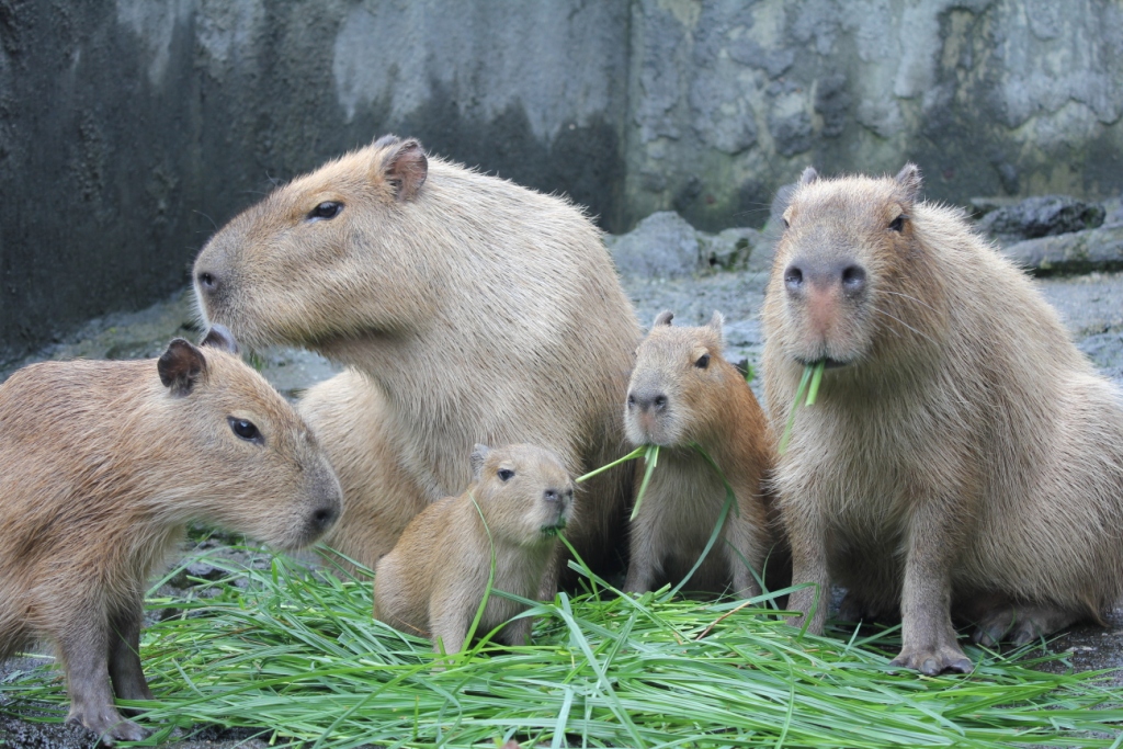 伊豆シャボテン動物公園